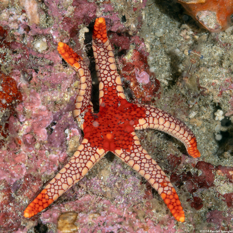 Fromia monilis (Peppermint Sea Star)