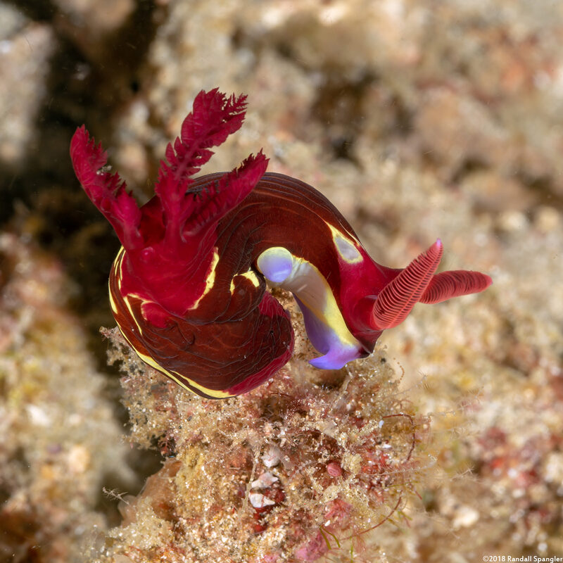 Nembrotha chamberlaini (Chamberlain's Nembrotha)