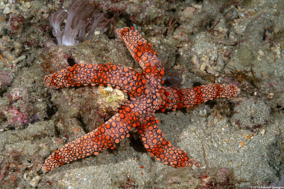 Nardoa frianti (Friant's Sea Star)