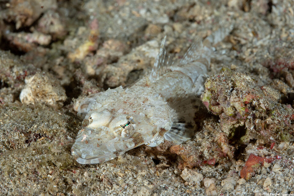 Thysanophyrs celebica (Celebes Flathead)