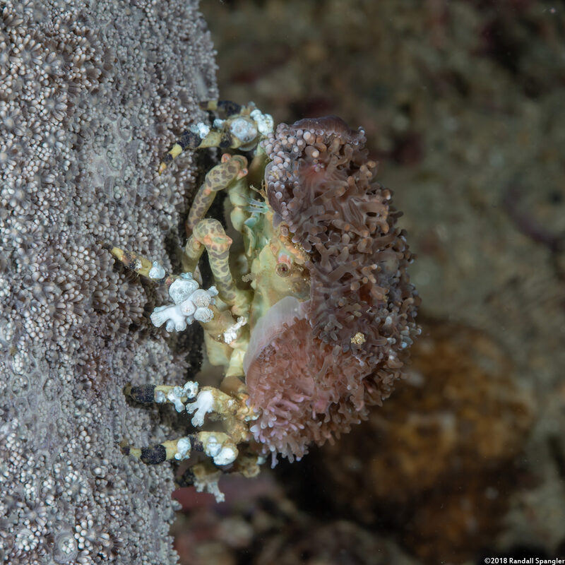 Cyclocoeloma tuberculatum (Corallimorph Decorator Crab)