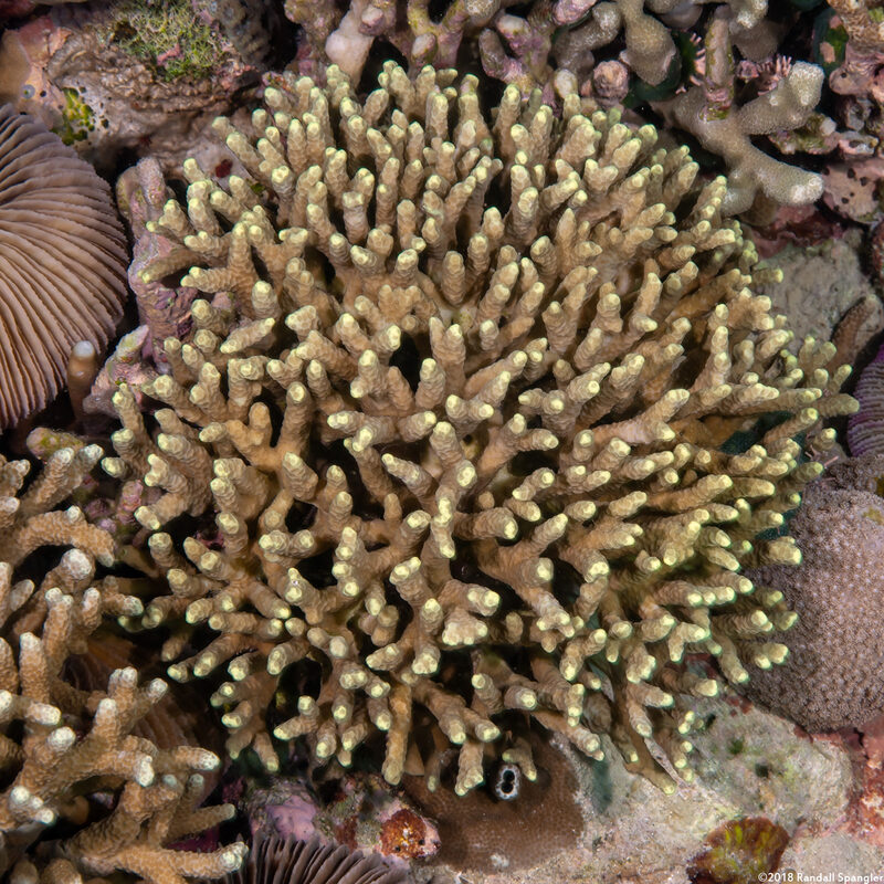 Porites nigrescens (Rough Finger Coral)