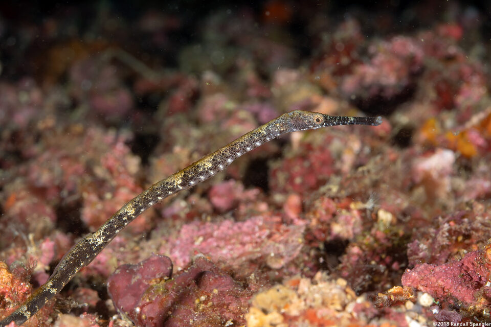 Trachyrhamphus bicoarctatus (Short-Tailed Pipefish)