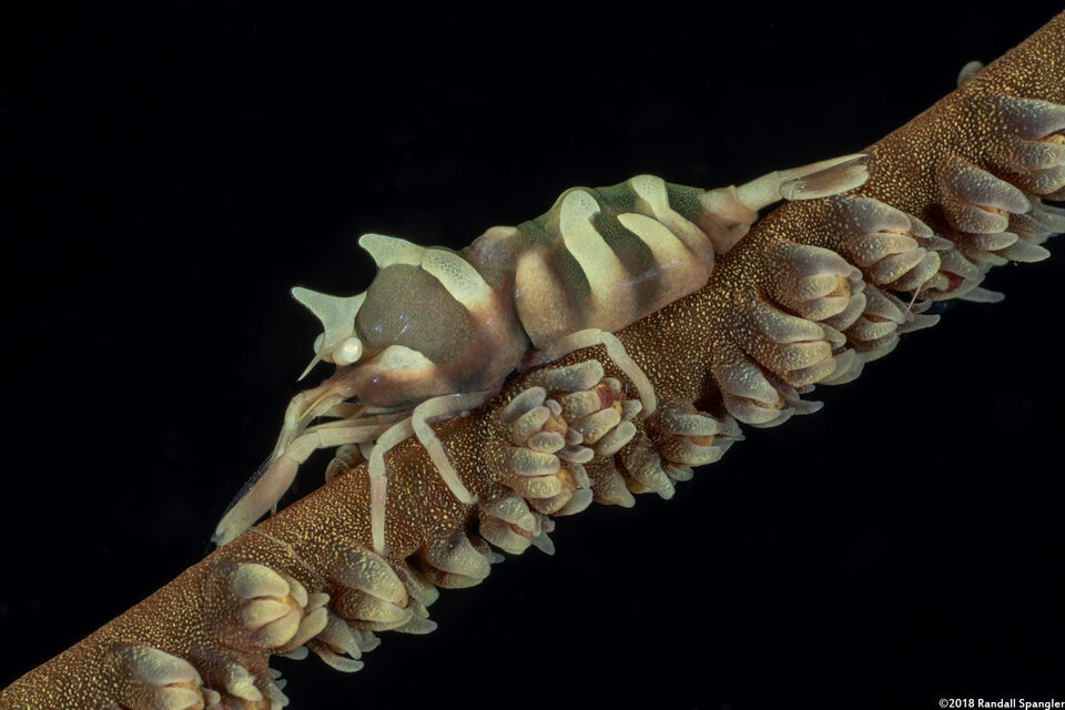 Dasycaris zanzibarica (Zanzibar Wire Coral Shrimp)