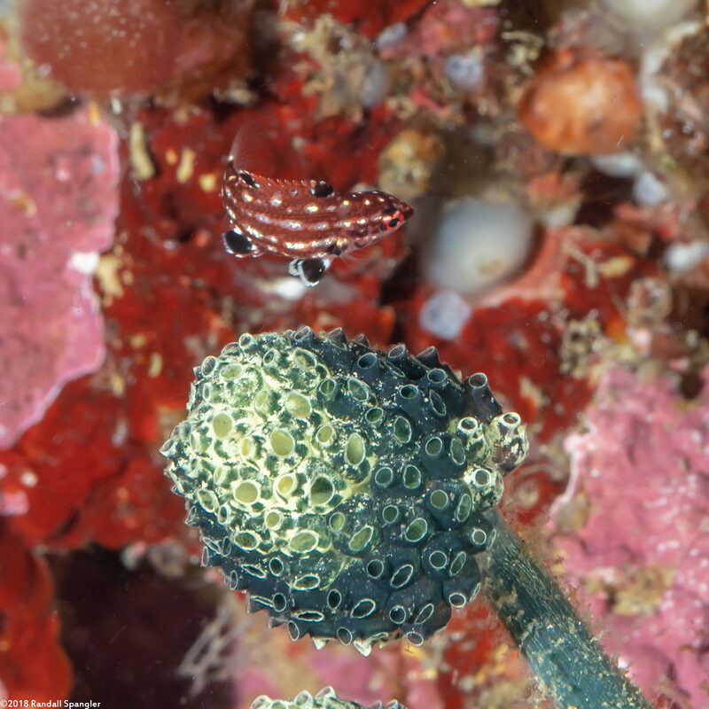 Bodianus dictynna (Redfin Hogfish)