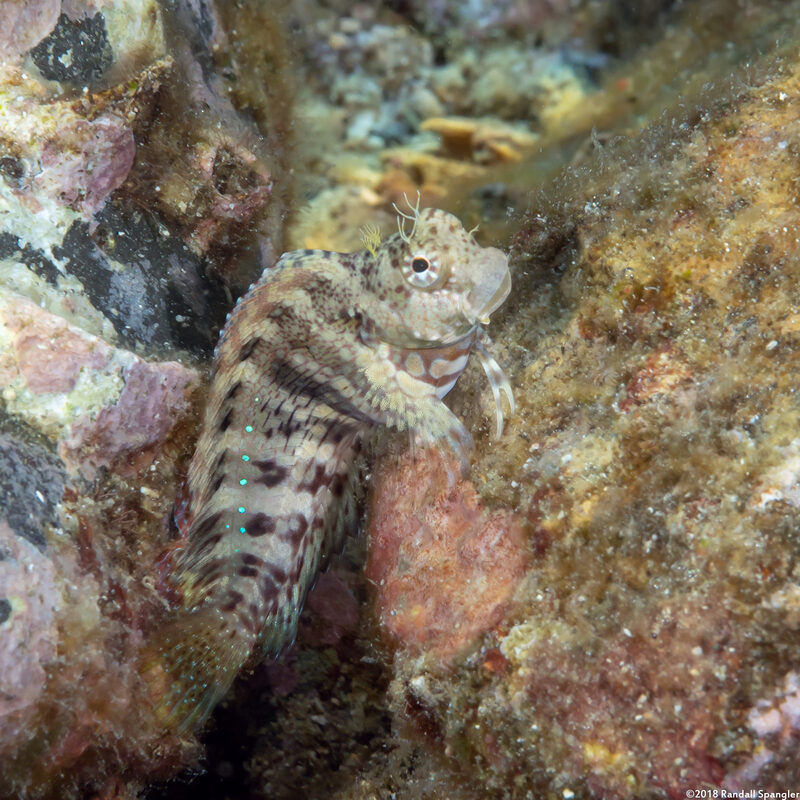 Salarias fasciatus (Jewelled Blenny)