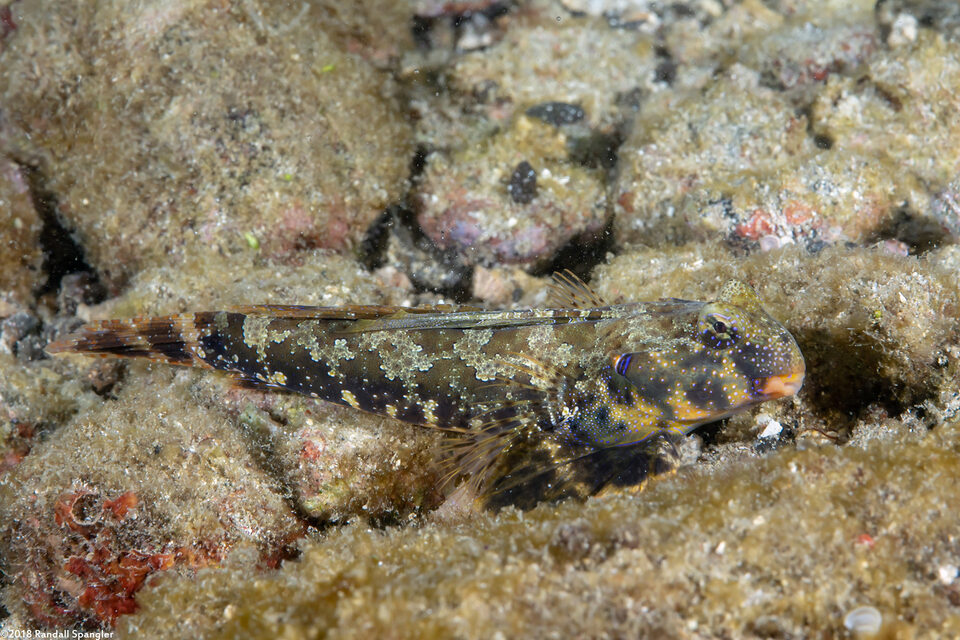 Neosynchiropus ocellatus (Ocellated Dragonet)