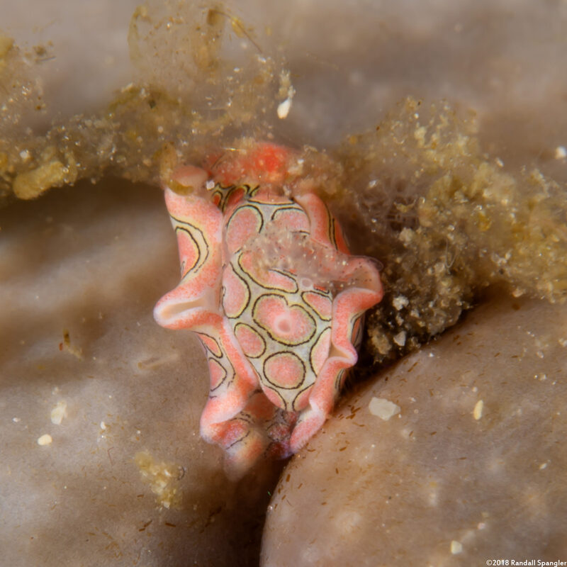 Sagaminopteron psychedelicum (Psychedelic Batwing Slug)