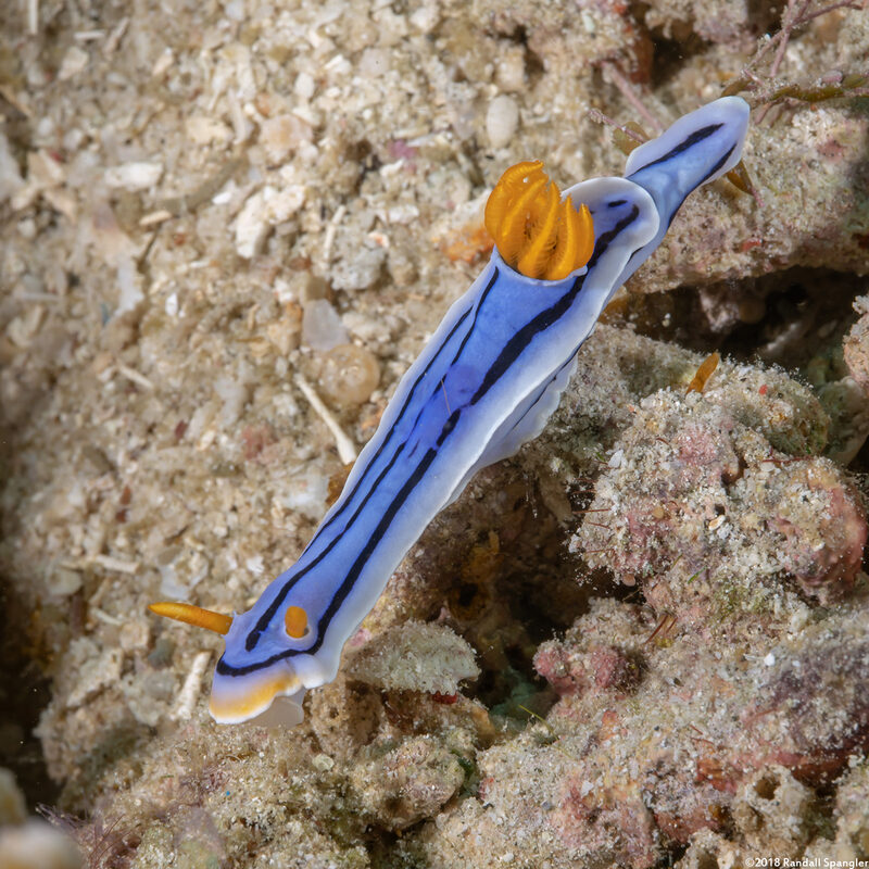 Chromodoris lochi (Loch's Chromodoris)