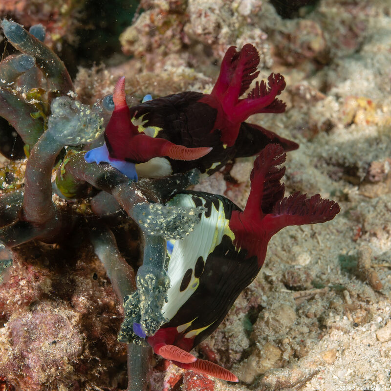 Nembrotha chamberlaini (Chamberlain's Nembrotha); Eating Nephtheis fascicularis tunicates