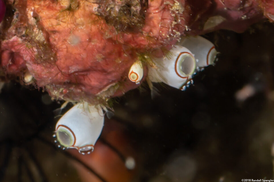 Ecteinascidia bandaensis (Ecteinascidia Bandaensis)