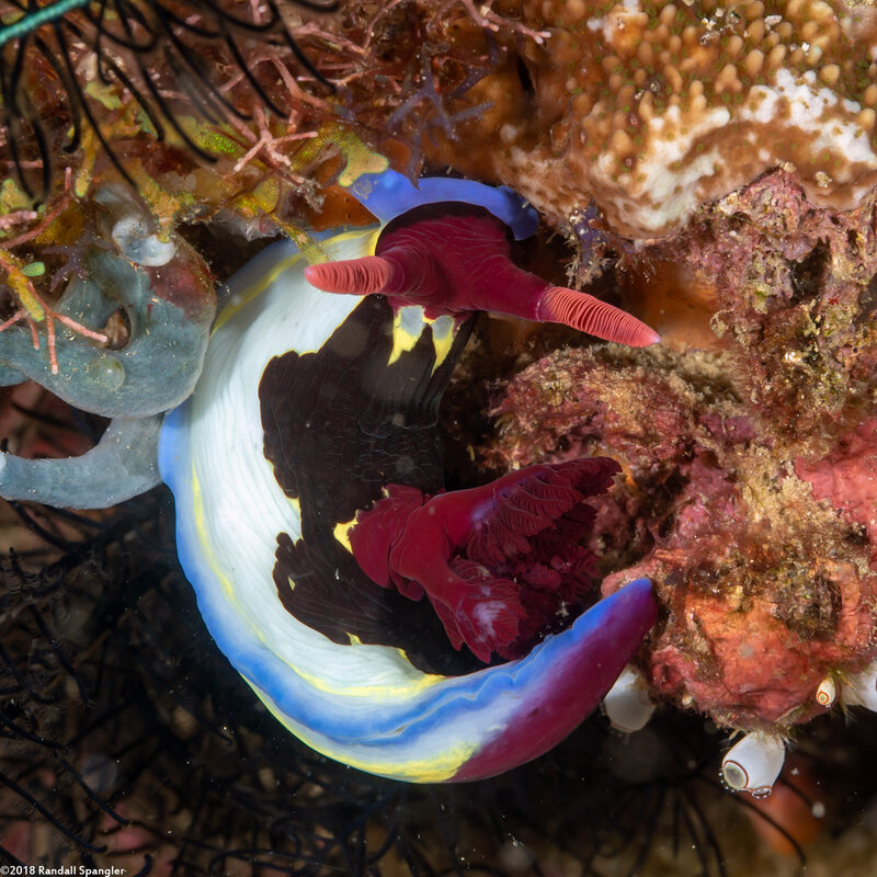 Nembrotha chamberlaini (Chamberlain's Nembrotha)