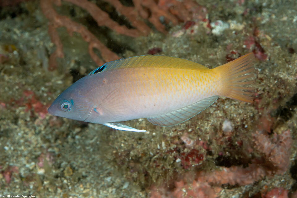 Halichoeres prosopeion (Twotone Wrasse)