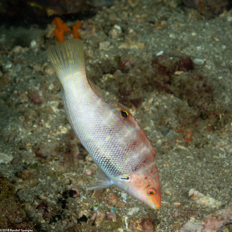 Coris batuensis (Batu Coris)