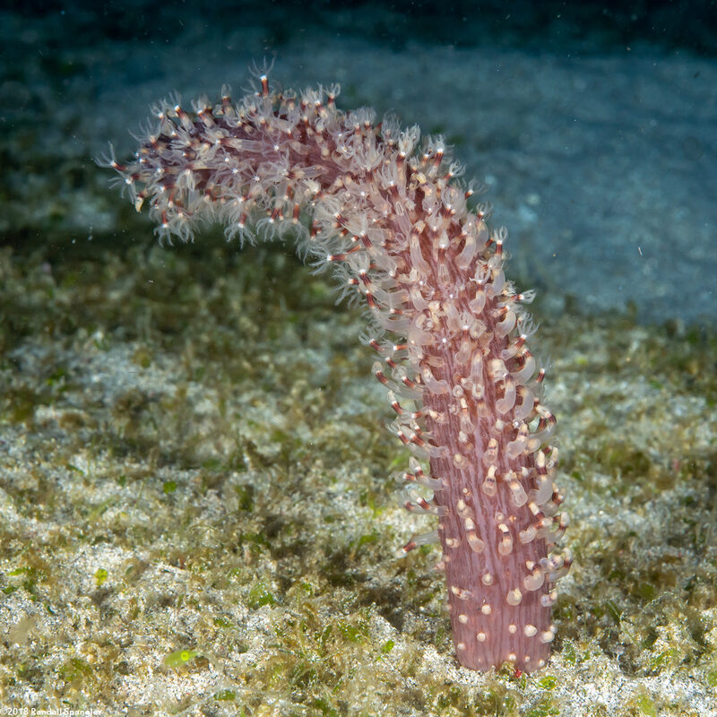 Cavernularia sp.1 (Cavernularia sp.1)
