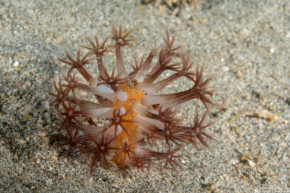 Veretillum sp.1 (Veretillum sp.1)