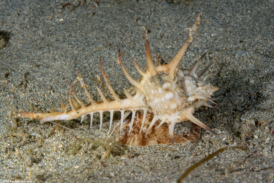 Murex ternispina (Tipped Murex)