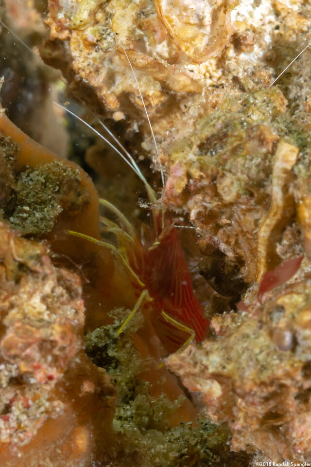 Lysmatella prima (Red-Striped Cleaner Shrimp)