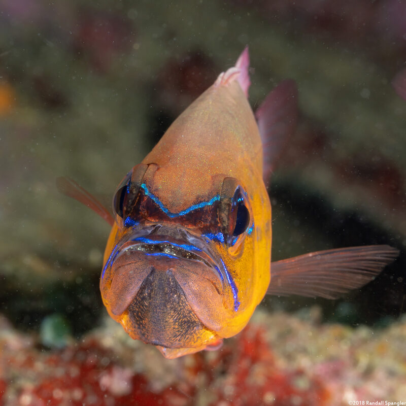 Ostorhinchus aureus (Ringtailed Cardinalfish)