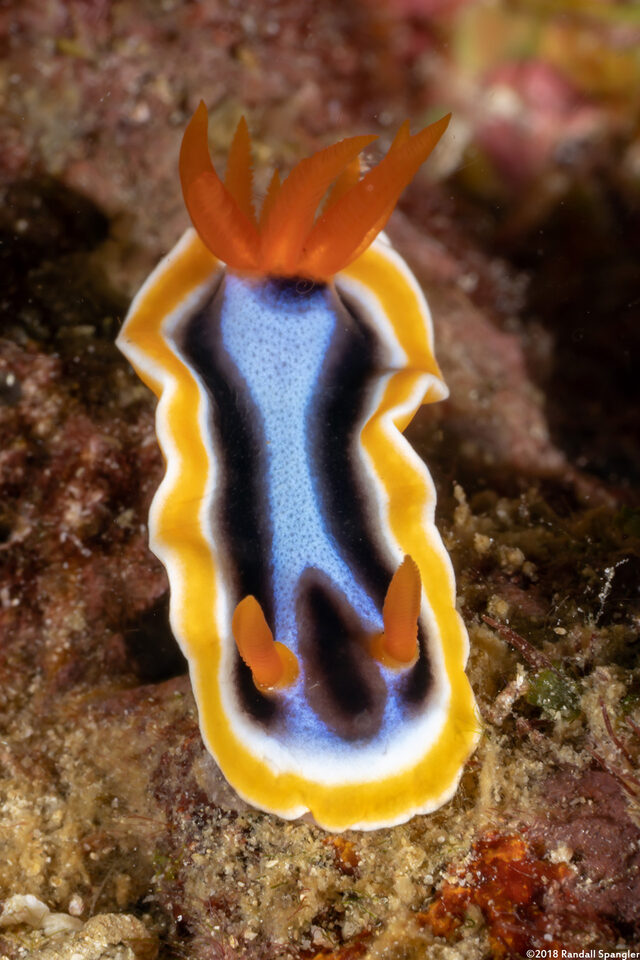 Chromodoris annae (Anna's Chromodoris)