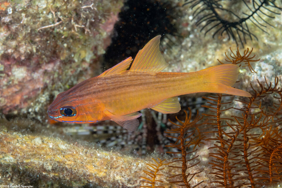 Ostorhinchus chrysotaenia (Yellowlined Cardinalfish)