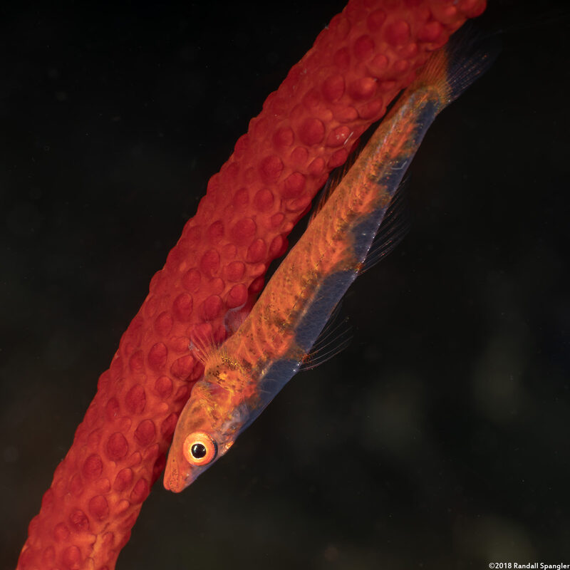 Bryaninops amplus (Large Whip Goby)