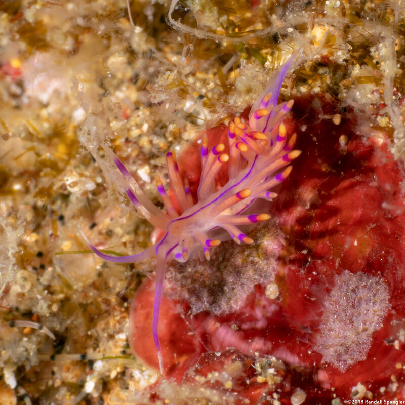 Unidentia angelvaldesi (Unidentia Angelvaldesi)