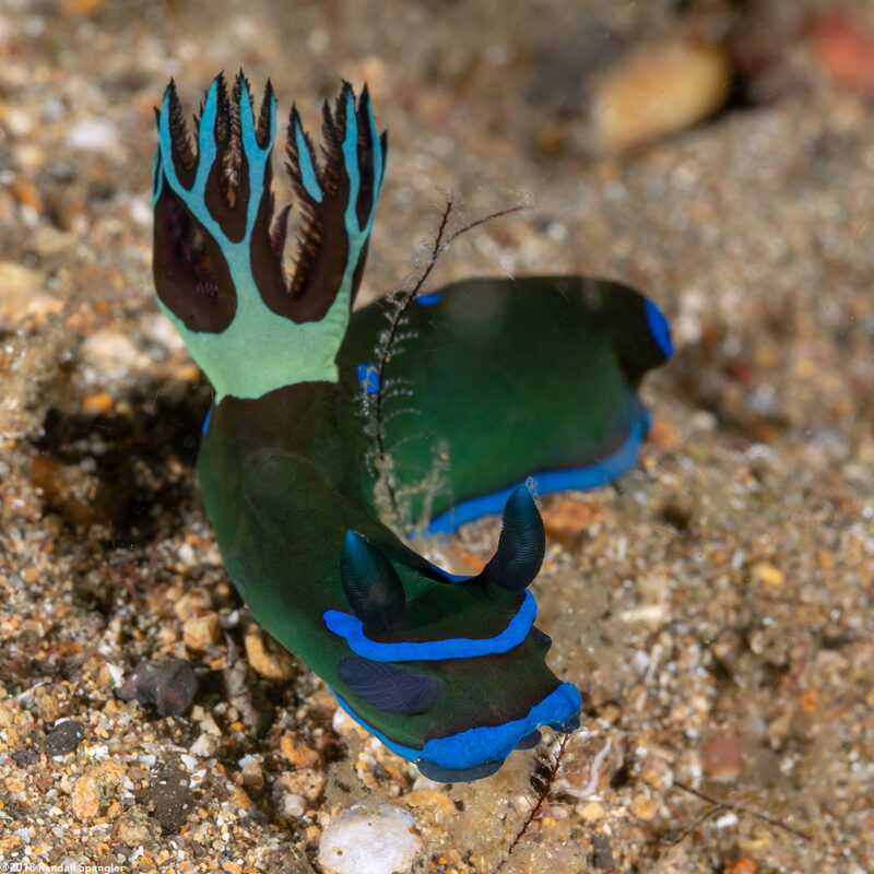 Tambja morosa (Gloomy Nudibranch)