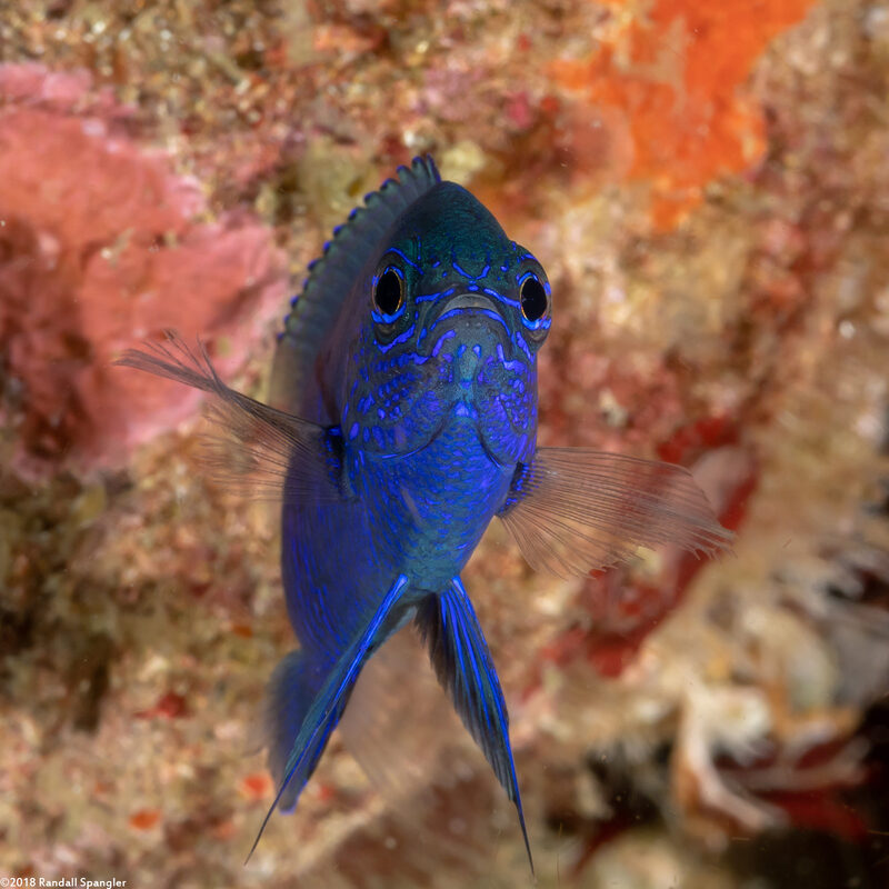 Pomacentrus burroughi (Burrough's Damsel)