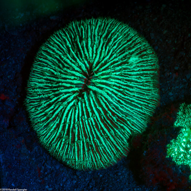 Fungia fungites (Common Mushroom Coral)