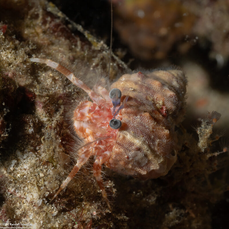 Pagurus sp.1 (Blue-Banded Pagurus)