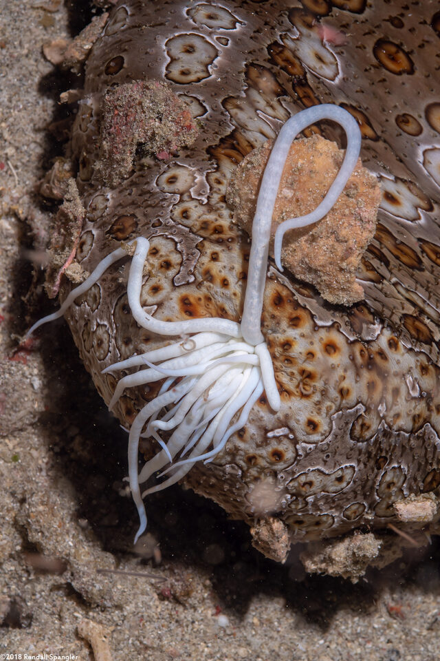 Bohadschia argus (Argus Sea Cucumber)