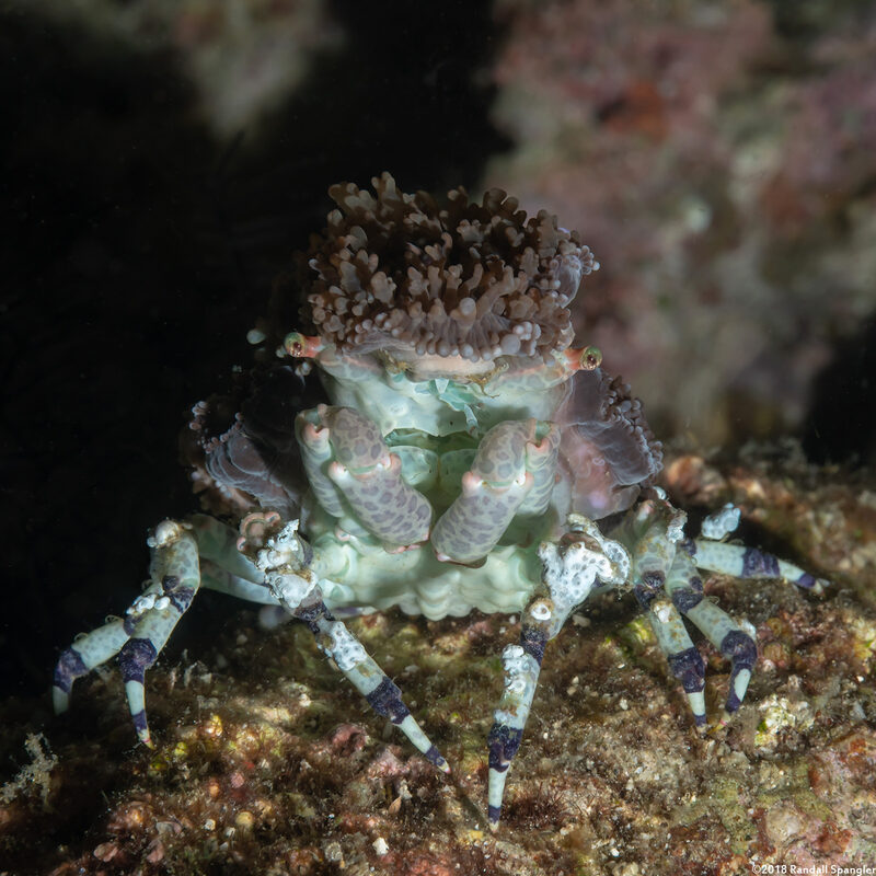 Cyclocoeloma tuberculatum (Corallimorph Decorator Crab)
