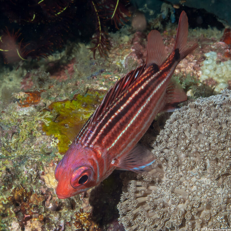 Sargocentron cornutum (Threespot Squirrelfish)