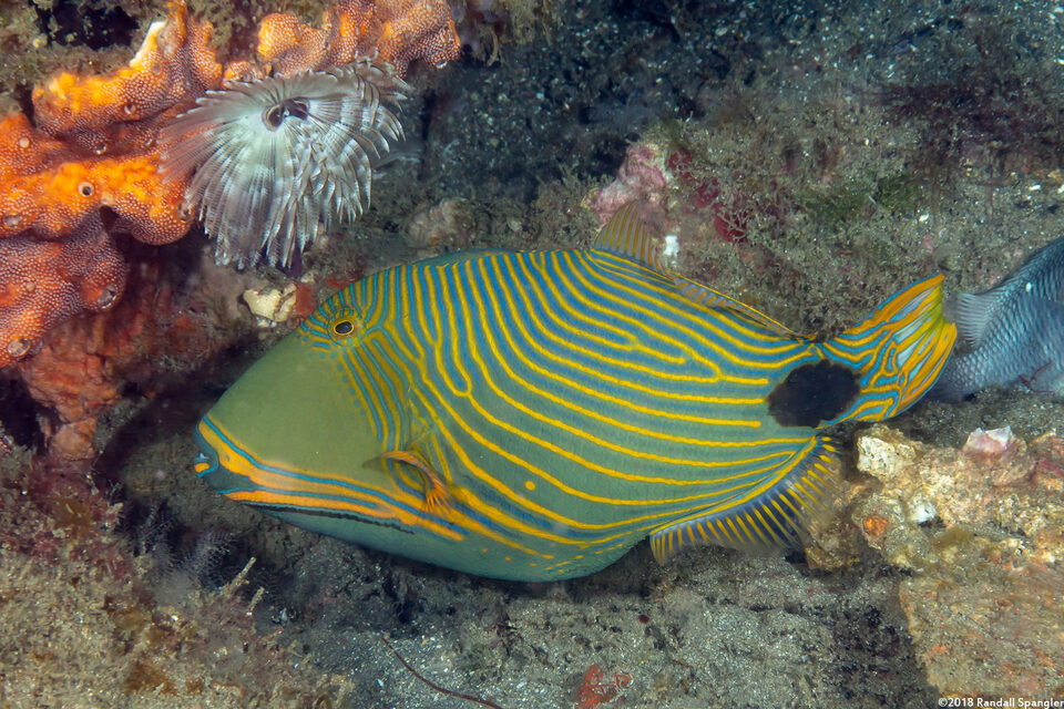 Balistapus undulatus (Orange-Lined Triggerfish)