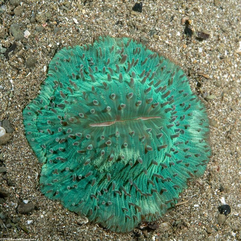 Heliofungia actiniformis (Heliofungia Actiniformis)