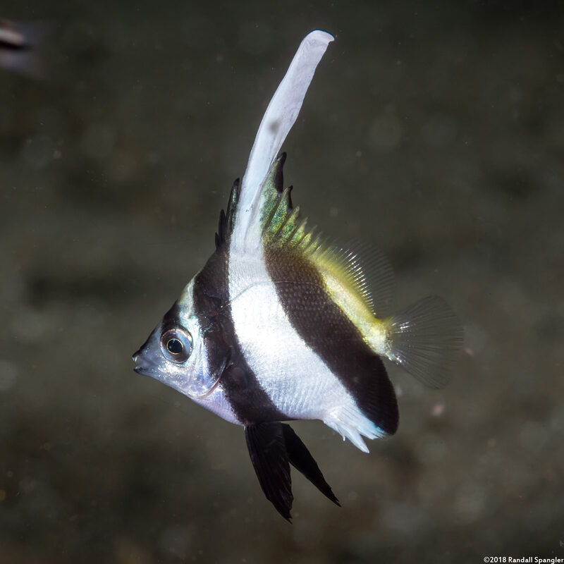 Heniochus diphreutes (Schooling Bannerfish)