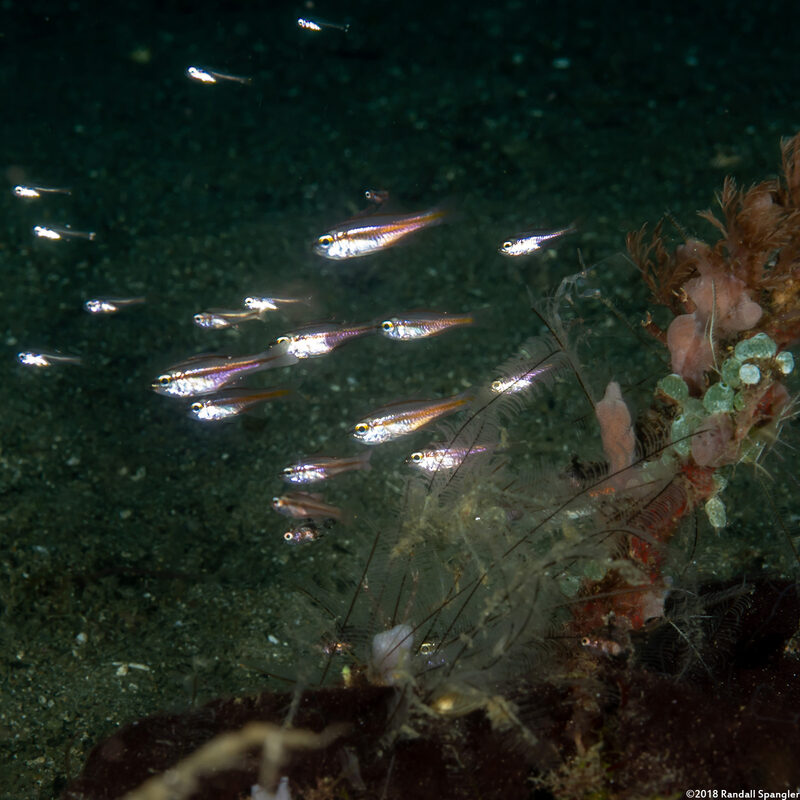Ostorhinchus moluccensis (Moluccan Cardinalfish)