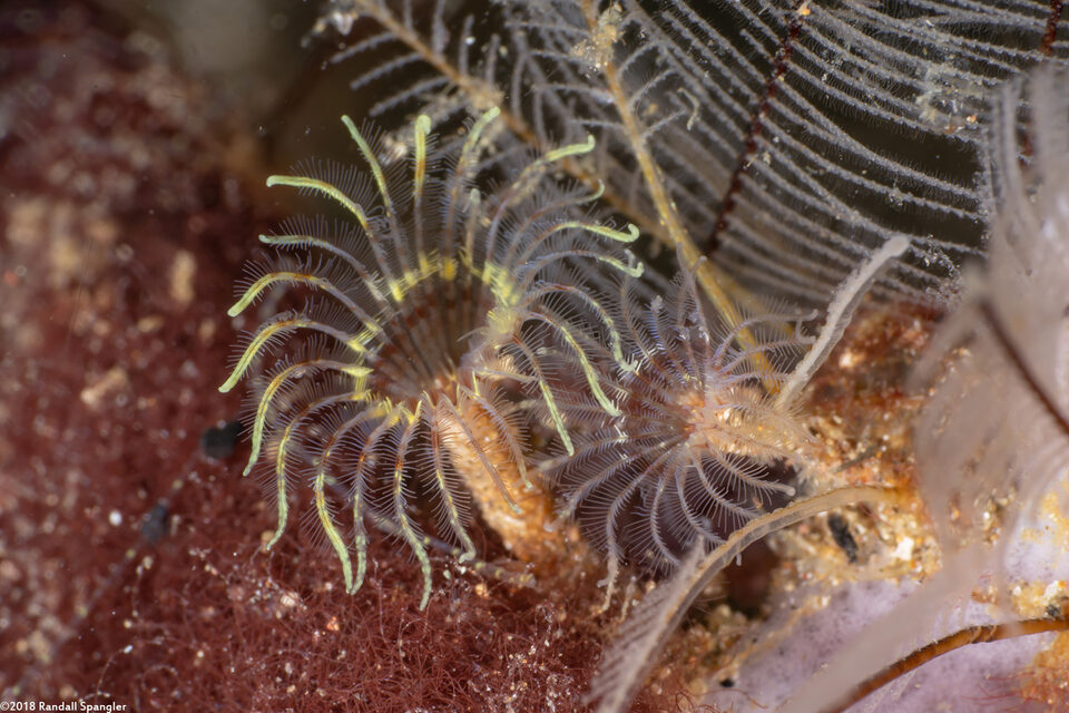 Sabellidae sp.1 (Sabellidae sp.1)