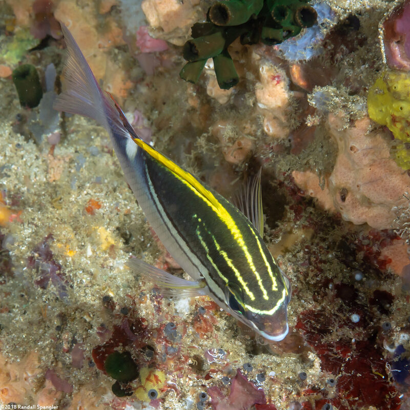Scolopsis bilineata (Bridled Monocle Bream)