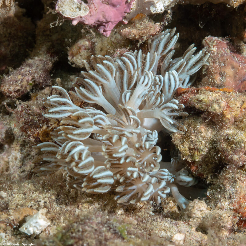 Heteroxenia fuscescens (Heteroxenia Fuscescens)