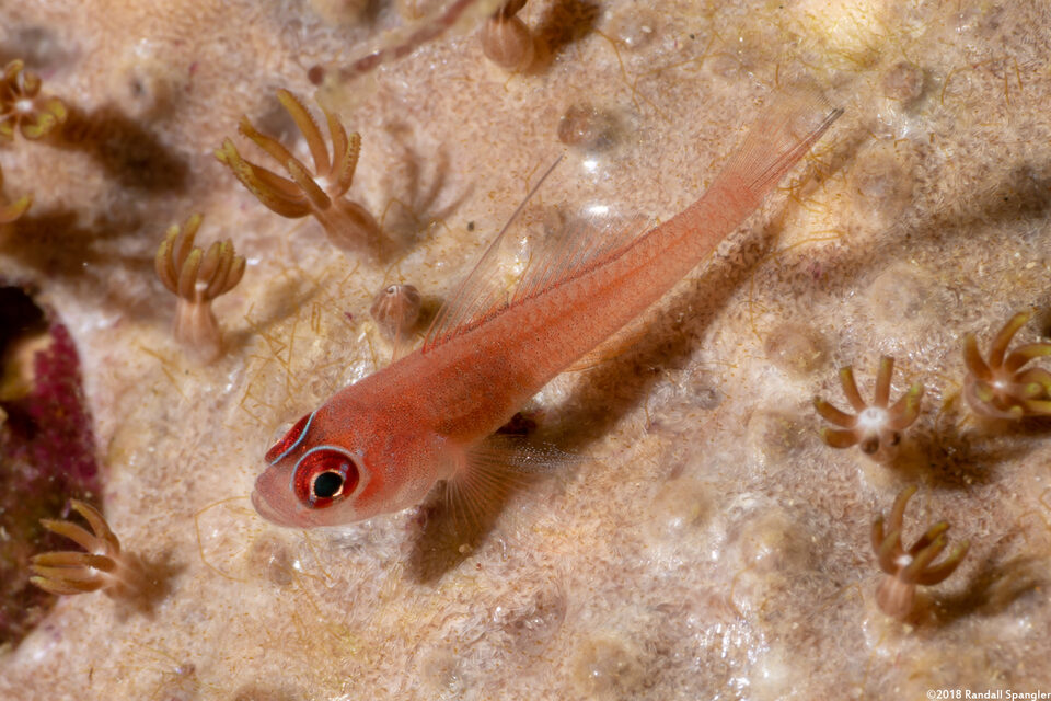Trimma benjamini (Ringeye Pygmygoby)