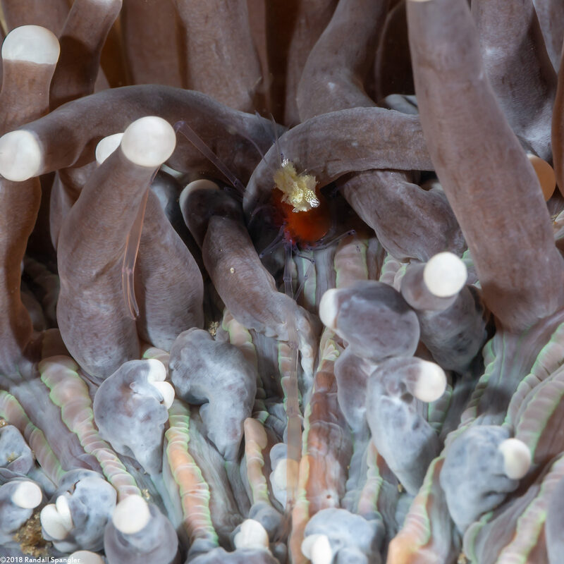 Cuapetes kororensis (Mushroom Coral Shrimp)