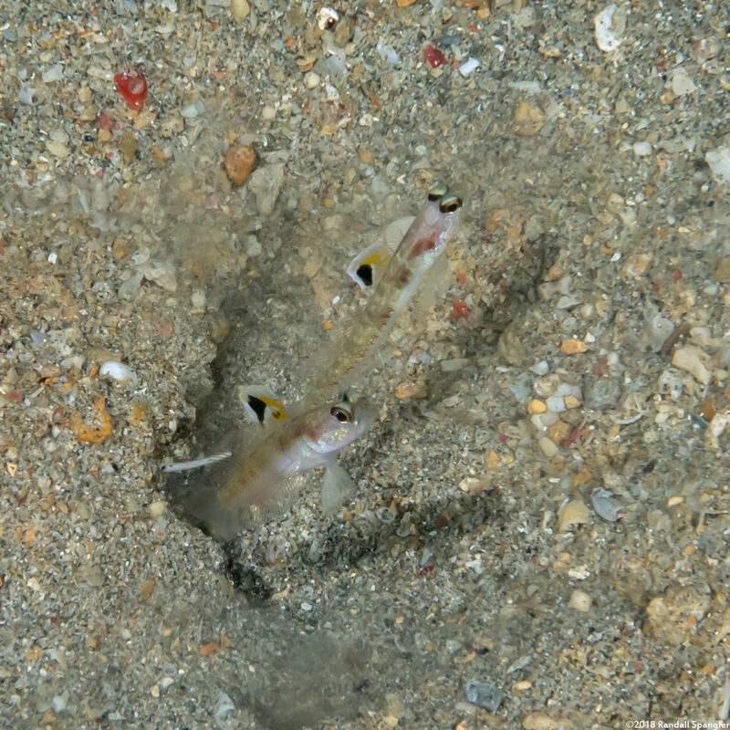 Vanderhorstia dorsomacula (Spangled Shrimpgoby)