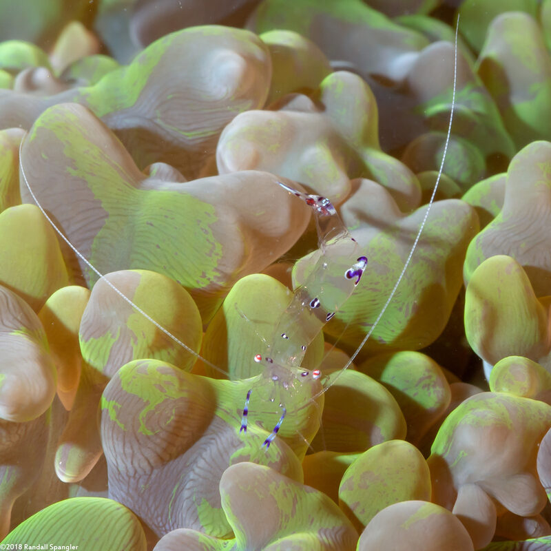 Ancylomenes sarasvati (Sarasvati Anemone Shrimp)