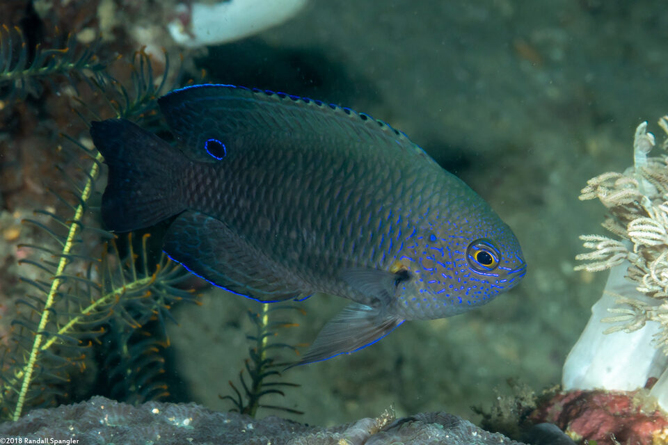 Pomacentrus nagasakiensis (Nagasaki Damsel)
