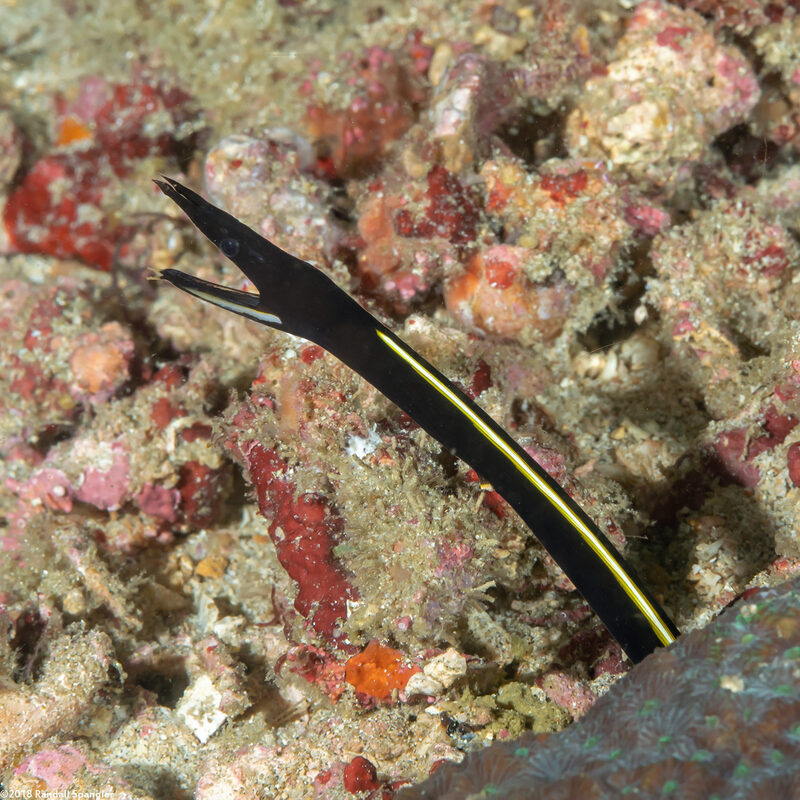 Rhinomuraena quaesita (Ribbon Eel)