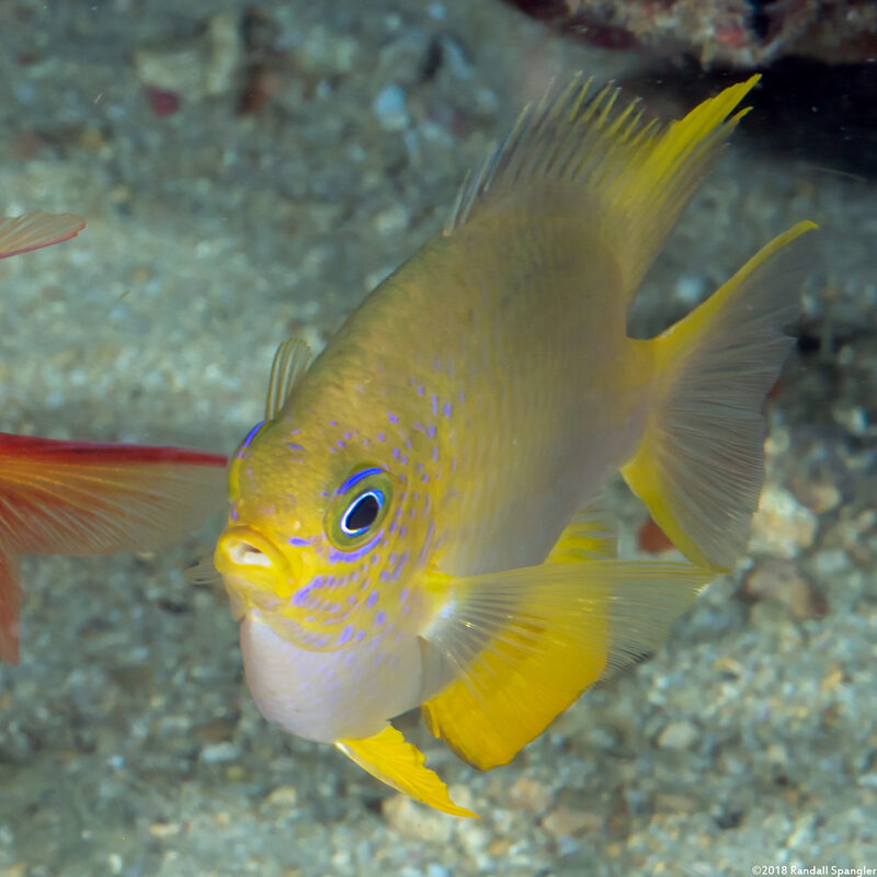 Amblyglyphidodon aureus (Golden Damsel)