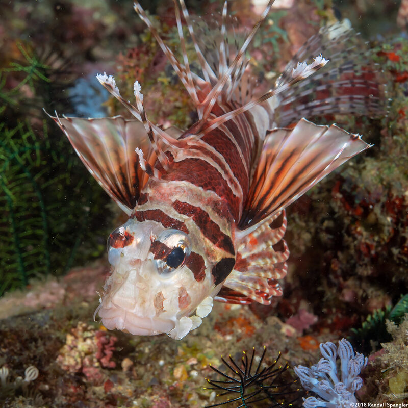 Dendrochirus zebra (Zebra Lionfish)