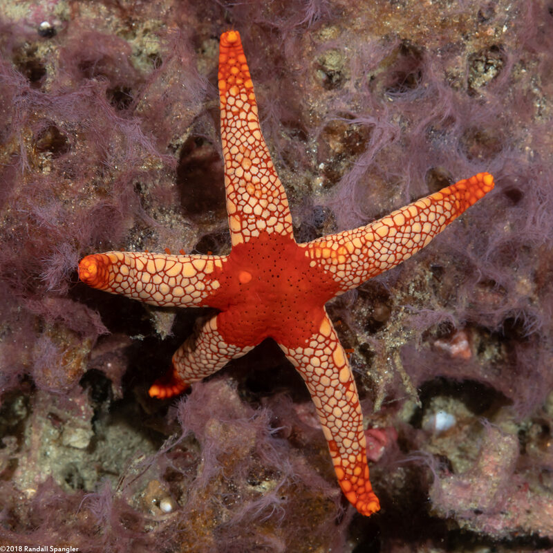 Fromia monilis (Peppermint Sea Star)
